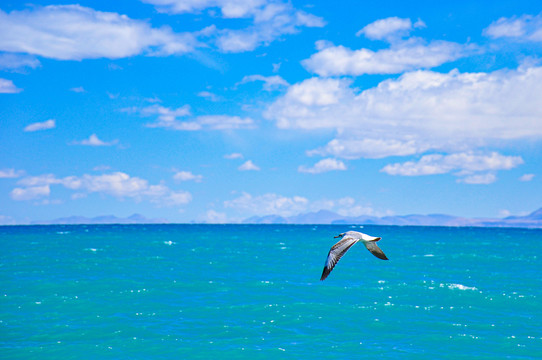 湖面海鸥