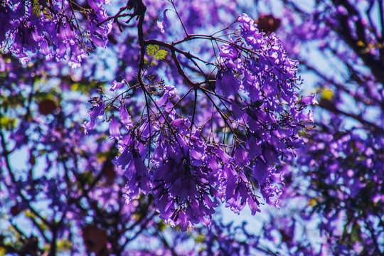 蓝花楹特写