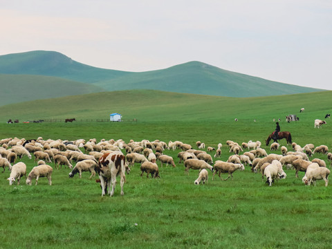 夏季草原牧场羊群骑马