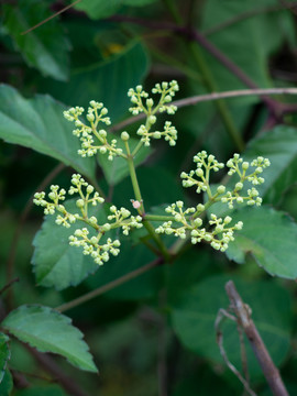 野生乌蔹莓的花果期