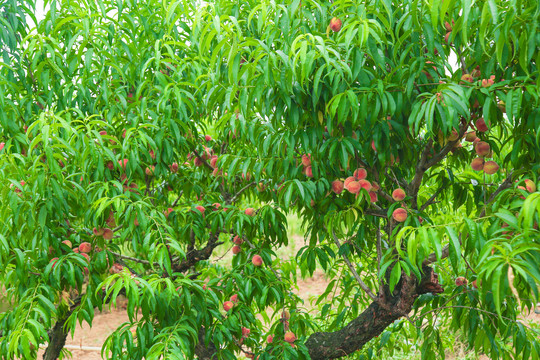 胭脂红桃子树