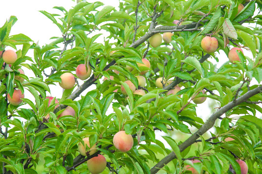 胭脂红桃子树