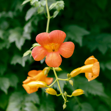 唯美凌霄花