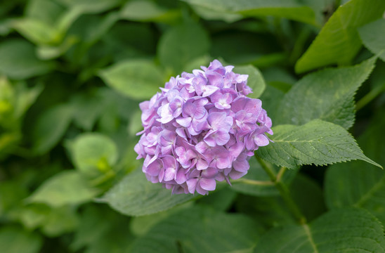 紫色绣球花特写