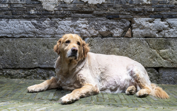 金毛犬