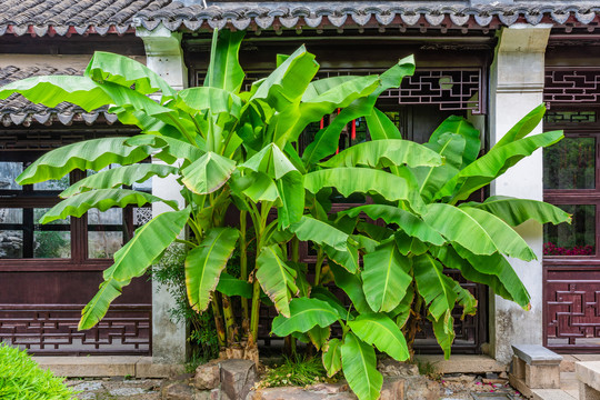 苏州园林芭蕉树