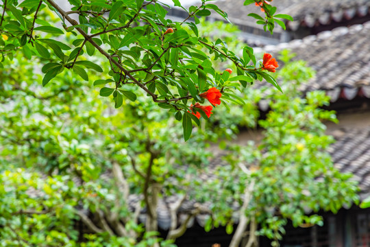 古建筑背景石榴花