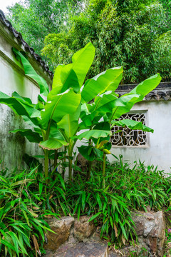 苏州园林围墙芭蕉树