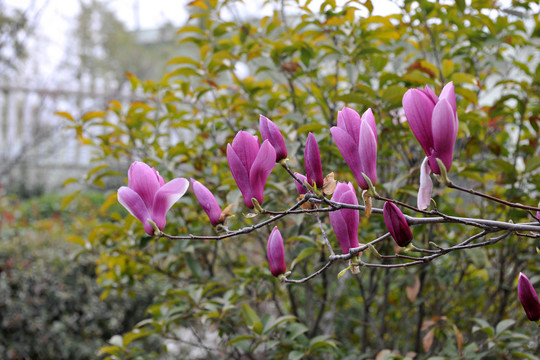 紫色玉兰树开花