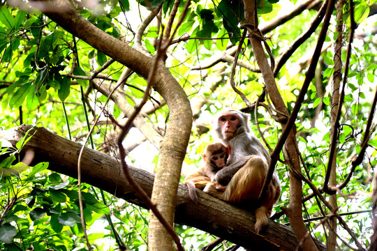 树干上母猴怀中一只小猴