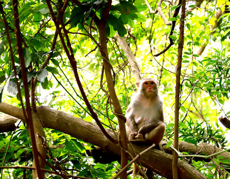 树干上一只母猴