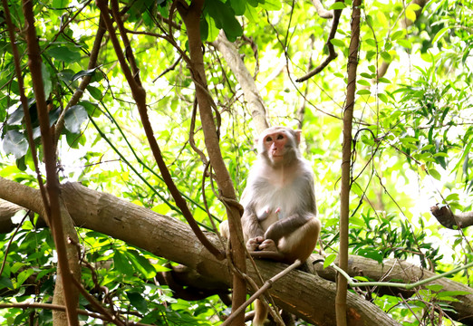 树上一只母猴