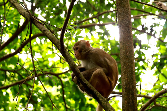 树杈上一只猴子