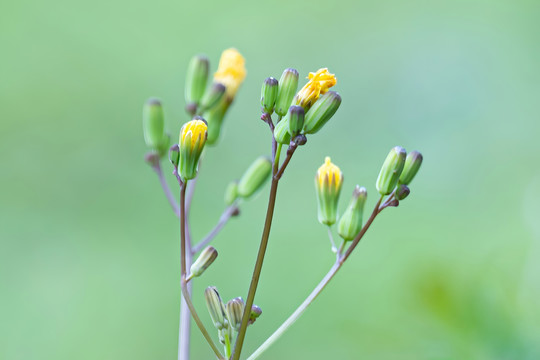 黄鹌菜