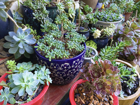 多肉植物