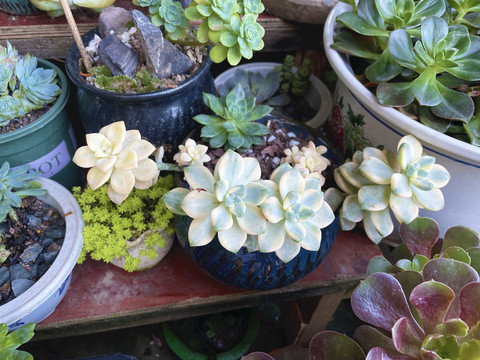 多肉植物