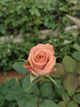 卡布奇诺玫瑰花