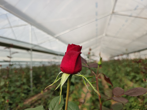 红色玫瑰花温室大棚