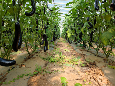 茄子种植大棚