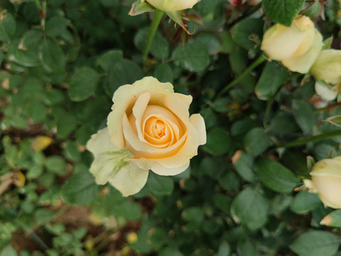 黄色玫瑰鲜切花