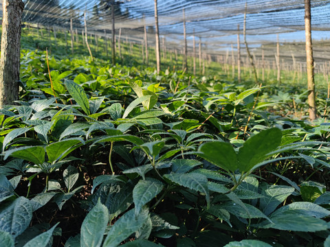 文山三七种植基地