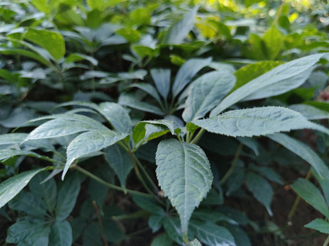 文山三七种植基地