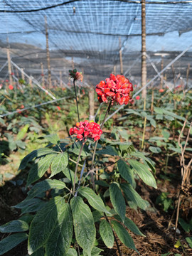 文山三七种植基地