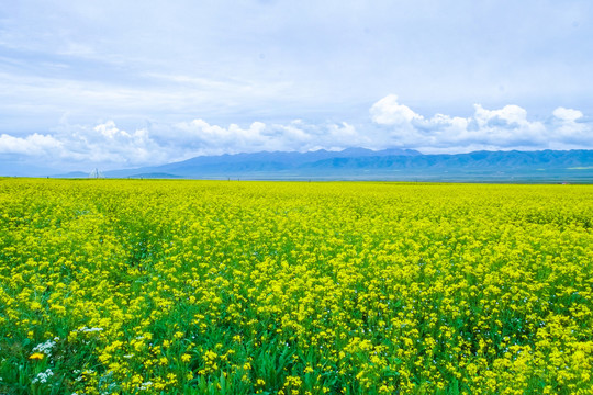 青海湖油菜花