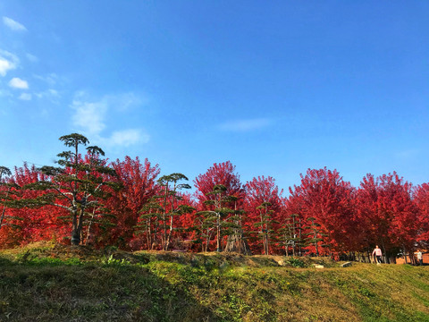 蓝天柏松叶枫红