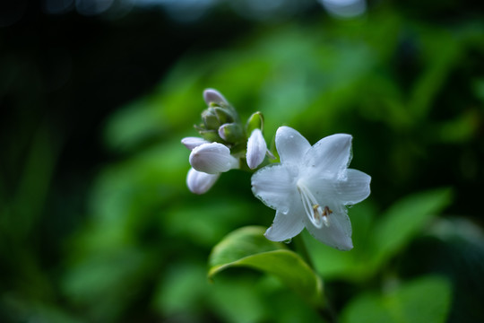 植物白色花