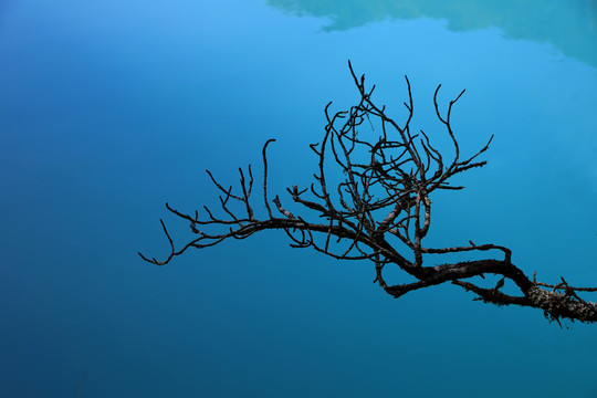 蓝色梦幻水面树枝