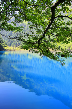 树荫下的蓝色水面九寨沟
