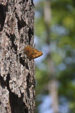 停在树上休息的蝴蝶