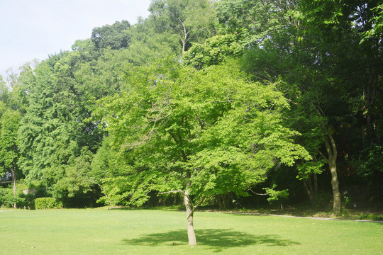 阳光绿树