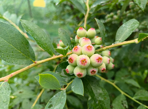 雨中蓝莓果