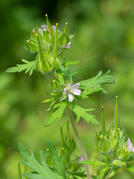 野老鹳草的花果期