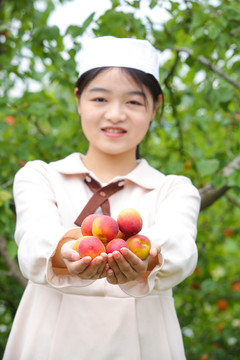 新疆小红杏