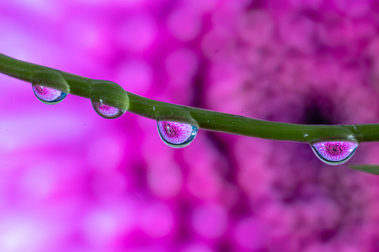 植物水滴微距花卉