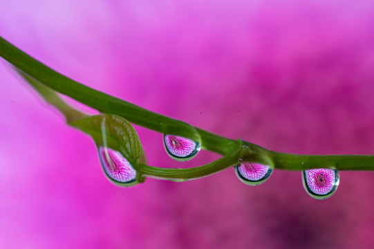 植物水滴微距花卉