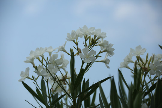 白色夹竹桃花