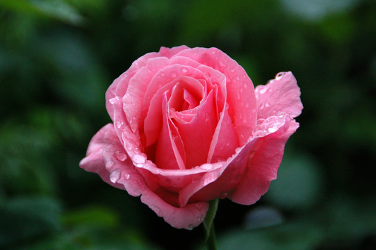 雨后月季花