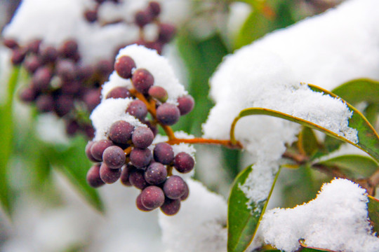 雪中女贞树