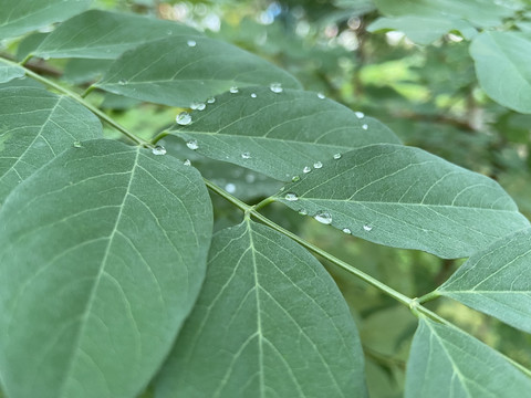 雨后绿叶