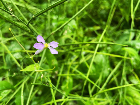 紫色野花