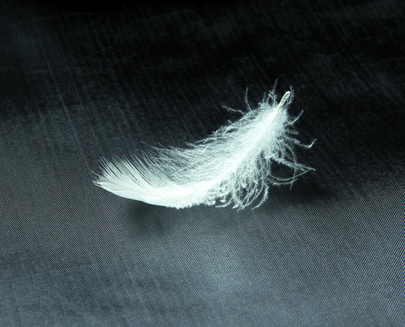 白色的羽毛