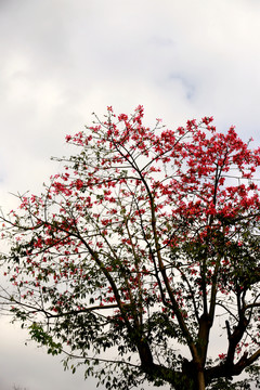 异木棉花