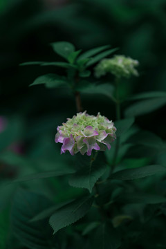 暗背景绣球花