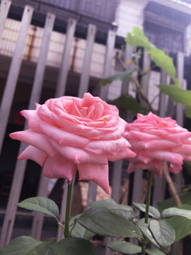 粉色玫瑰蔷薇花