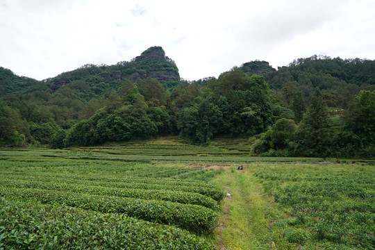 武夷岩茶燕子窠生态茶园