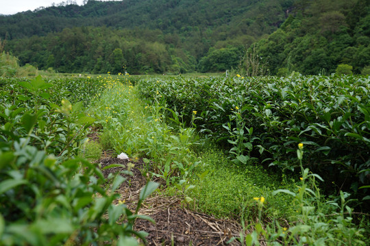 武夷岩茶燕子窠生态茶园